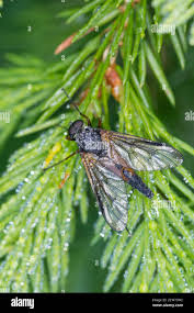 Attēlu rezultāti vaicājumam “Rhagionidae”