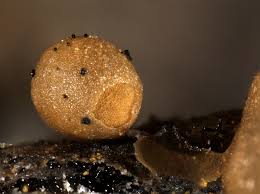 Attēlu rezultāti vaicājumam “Trichia contorta macro”