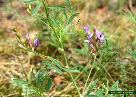 Attēlu rezultāti vaicājumam “Astragalus arenarius”