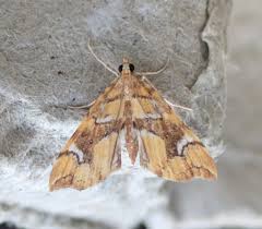 Attēlu rezultāti vaicājumam “Gracillaria syringella imago”