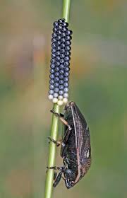 Attēlu rezultāti vaicājumam “Chlorochroa juniperina imago”
