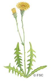 Attēlu rezultāti vaicājumam “Leontodon autumnalis”