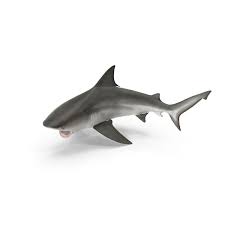 Image result for Carcharhinus leucas