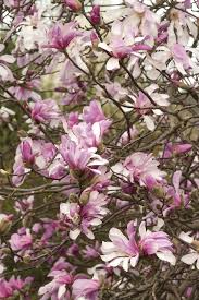 Attēlu rezultāti vaicājumam “Magnolia x loebneri”