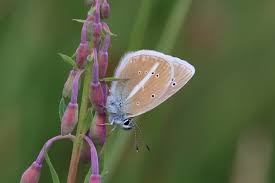 Attēlu rezultāti vaicājumam “Agrodiaetus amandus”