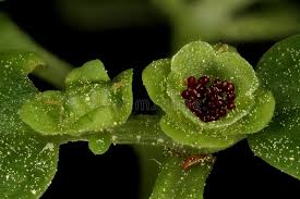 Attēlu rezultāti vaicājumam “Chrysosplenium alternifolium fruit”