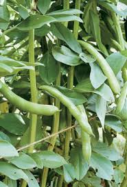 Attēlu rezultāti vaicājumam “Vicia faba”