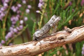 Attēlu rezultāti vaicājumam “Lithomoia solidaginis”