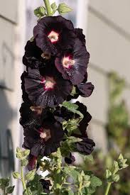 Image result for Alcea (althaea) rosea