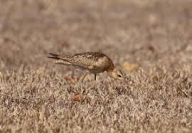 Image result for Numenius minutus