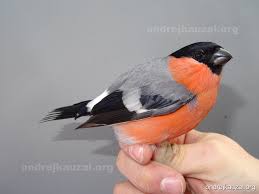 Attēlu rezultāti vaicājumam “Pyrrhula pyrrhula”