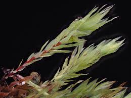 Attēlu rezultāti vaicājumam “Pohlia cruda”