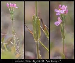Attēlu rezultāti vaicājumam “Centaurium littorale”