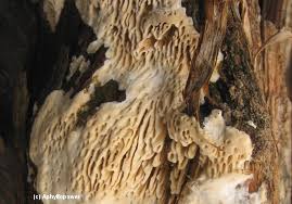 Attēlu rezultāti vaicājumam “Antrodia albida”