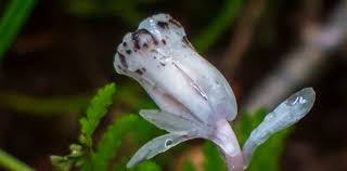 Attēlu rezultāti vaicājumam “Plantago uniflora flower”