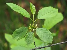 Attēlu rezultāti vaicājumam “Frangula alnus leaf”