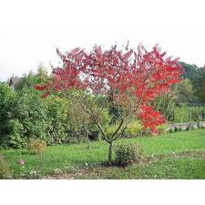 Attēlu rezultāti vaicājumam “Rhus typhina”