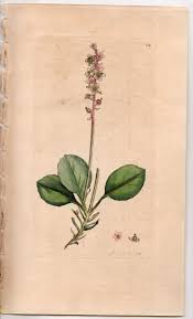 Attēlu rezultāti vaicājumam “Pyrola minor”