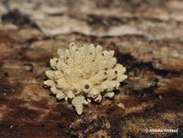 Attēlu rezultāti vaicājumam “Heterotrichia obvelata (syn. Arcyria obvelata)”