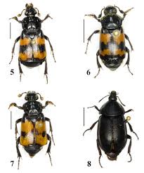 Attēlu rezultāti vaicājumam “Nicrophorus investigator”