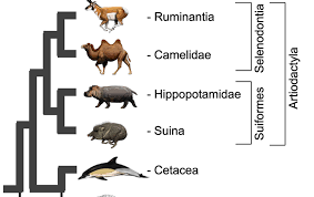 Attēlu rezultāti vaicājumam “Artiodactyla”
