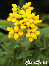 Image result for Calceolaria integrifolia