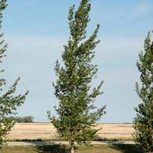 Attēlu rezultāti vaicājumam “Populus x canadensis”