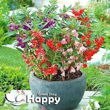Image result for Impatiens balsamina