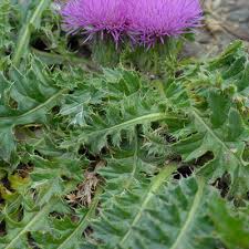 Attēlu rezultāti vaicājumam “Cirsium x rigens leaf”