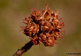 Attēlu rezultāti vaicājumam “Acer saccharinum bud”