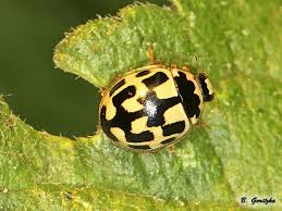 Attēlu rezultāti vaicājumam “Propylea quatuordecimpunctata”