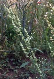 Attēlu rezultāti vaicājumam “Atriplex patula”