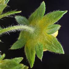 Attēlu rezultāti vaicājumam “Potentilla norvegica flower”