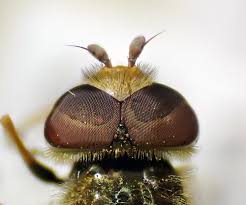 Attēlu rezultāti vaicājumam “Eupeodes nielseni”