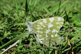Attēlu rezultāti vaicājumam “Pontia edusa underside”