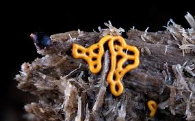 Attēlu rezultāti vaicājumam “Hemitrichia leiotricha macro”