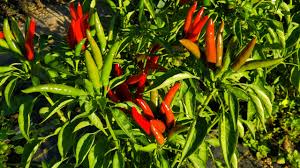Afbeeldingsresultaat voor thai bird pepper hot pepper