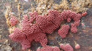 Attēlu rezultāti vaicājumam “Heterotrichia ferruginea (syn. Arcyria ferruginea)”