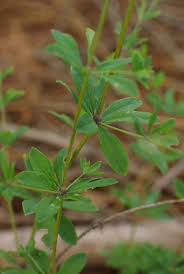 Attēlu rezultāti vaicājumam “Galium schultesii”