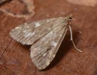 Attēlu rezultāti vaicājumam “Udea olivalis”