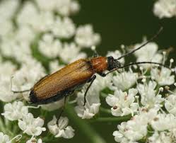 Attēlu rezultāti vaicājumam “Anogcodes melanurus”