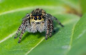 Attēlu rezultāti vaicājumam “Xanthogramma sp.”