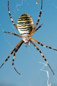 Attēlu rezultāti vaicājumam “Argiope bruennichi female”
