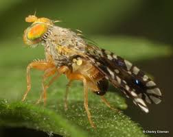 Attēlu rezultāti vaicājumam “Ambrosia artemisiifolia fruit”