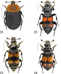 Attēlu rezultāti vaicājumam “Nicrophorus vespillo”