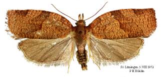 Attēlu rezultāti vaicājumam “Pandemis”