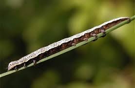 Attēlu rezultāti vaicājumam “Lygephila viciae”