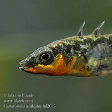 Attēlu rezultāti vaicājumam “Gasterosteus aculeatus”