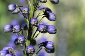 Attēlu rezultāti vaicājumam “Delphinium elatum  bud”
