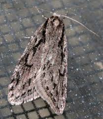 Attēlu rezultāti vaicājumam “Semioscopis avellanella imago”